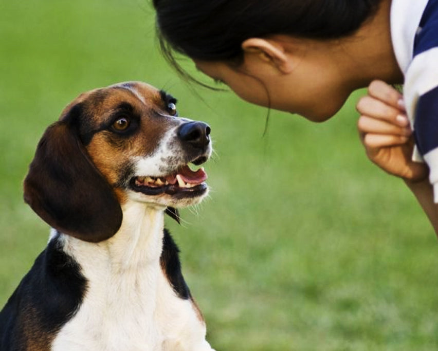10 Reasons Why Your Dog Ignores Your Commands