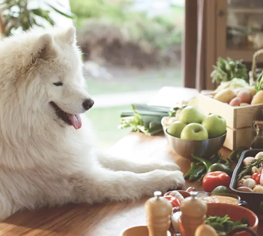 3 Basic Rules of Homemade Diet for Dogs