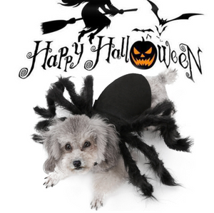 Spooky Black Widow Spider Pet Dog/cat Costume for Halloween Cosplay